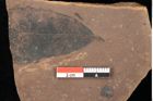 Foto (Detailsansicht) von Quercus palaeoilex Ettingshausen (NHMW-GEO-2024-0188-0913)